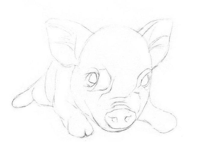 素描小猪的画法