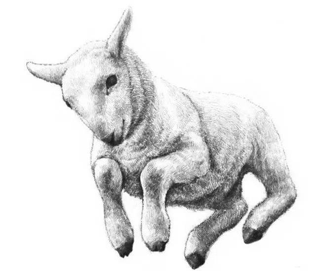素描小羊的画法
