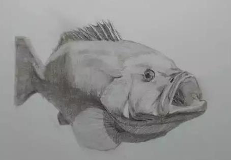 素描石斑鱼的画法
