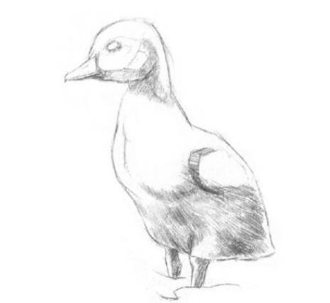 素描鸭子的画法