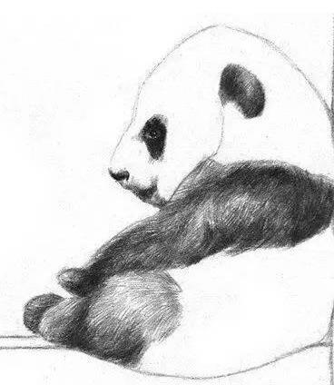 素描熊猫的画法
