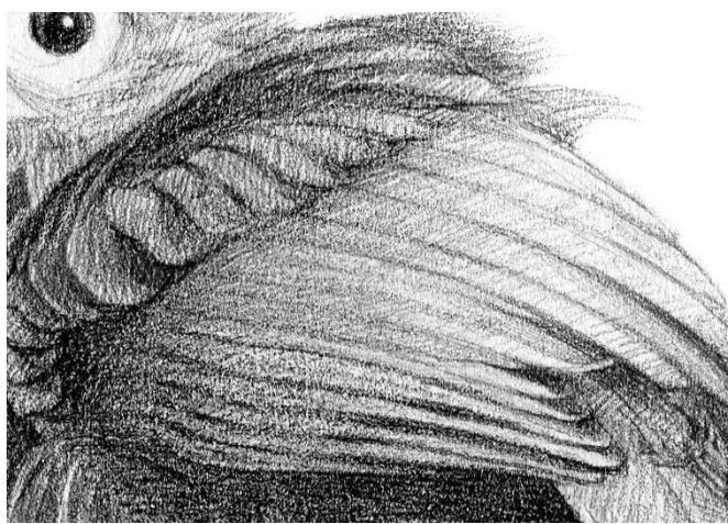 素描啄木鸟的画法