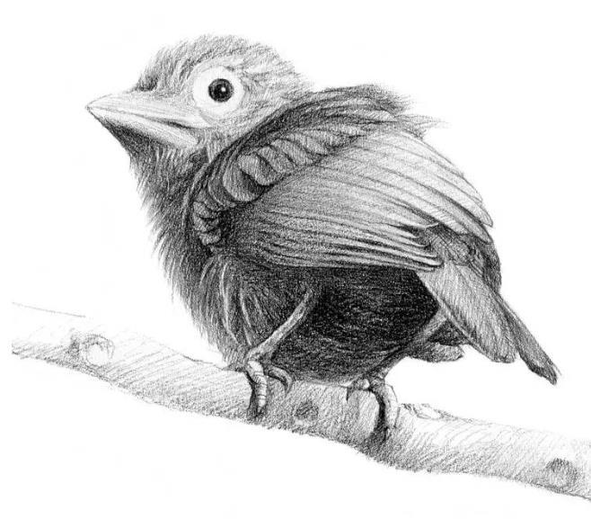 素描啄木鸟的画法
