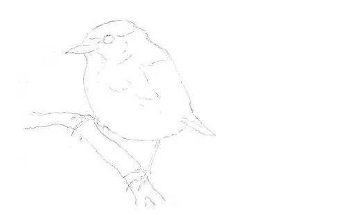 素描黑顶莺的画法