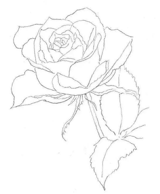 素描静物教程：玫瑰花的绘画步骤