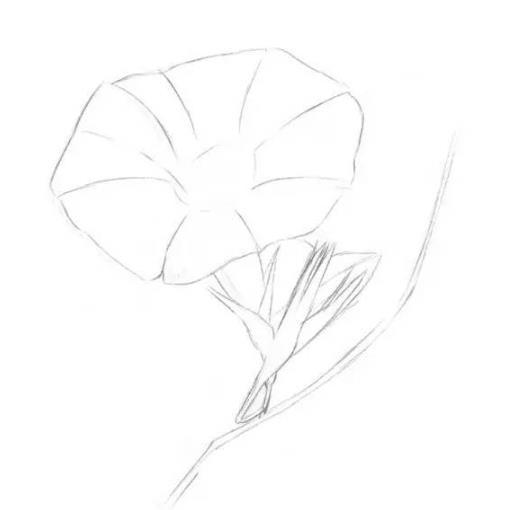 素描静物教程：喇叭花的绘画步骤
