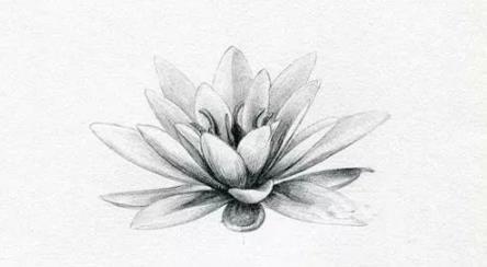 素描静物教程：莲花的绘画步骤