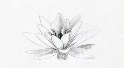 素描静物教程：莲花的绘画步骤