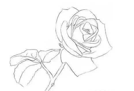 素描白玫瑰的画法