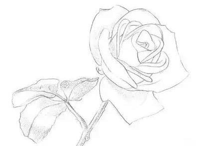 素描白玫瑰的画法