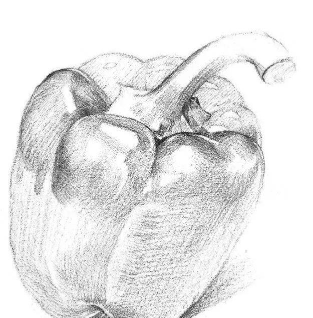 素描柿子椒的画法