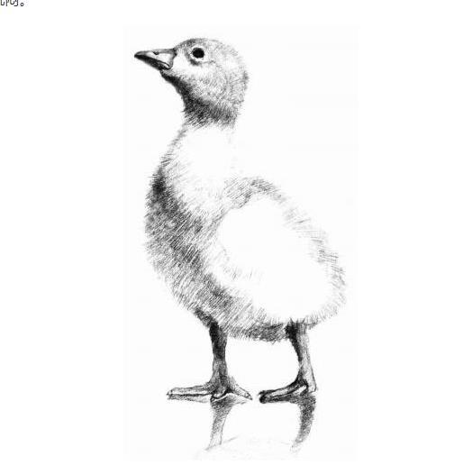 鸭爪的画法图片