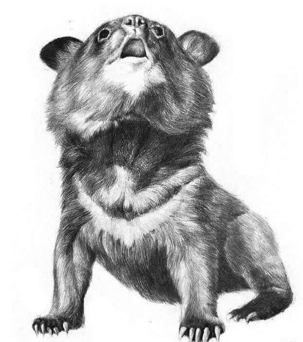 素描灰熊的画法