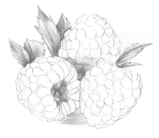素描静物树莓怎么画