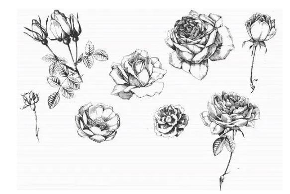 素描花卉的画面处理方法