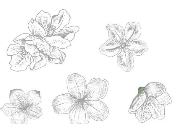 素描花卉中枝的刻画方法