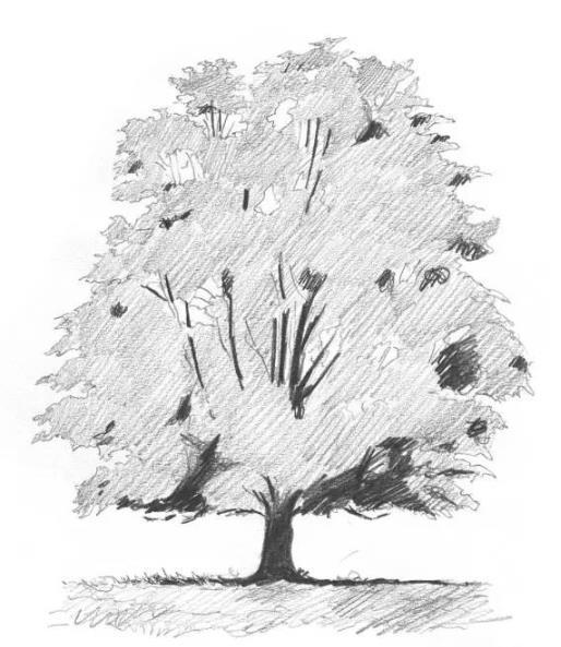 素描落叶树的画法