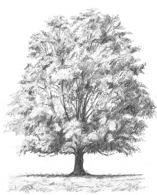 素描落叶树的画法