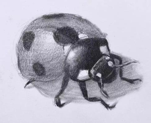 素描动物教程：七星瓢虫的画法