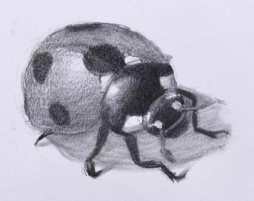 素描动物教程：七星瓢虫的画法