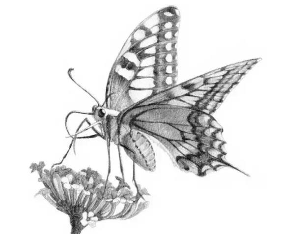 素描动物教程：花蝴蝶的画法
