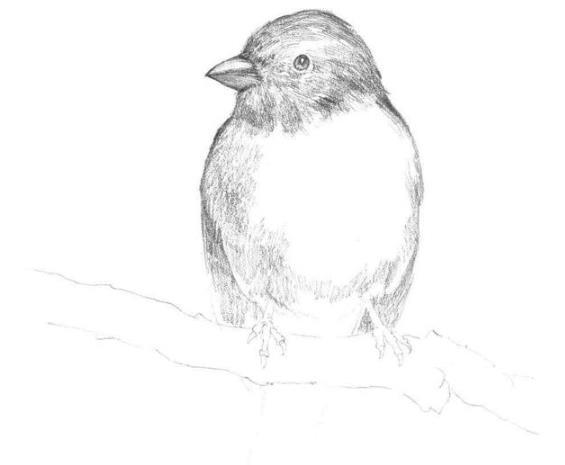 素描动物教程：黄鹂鸟的画法