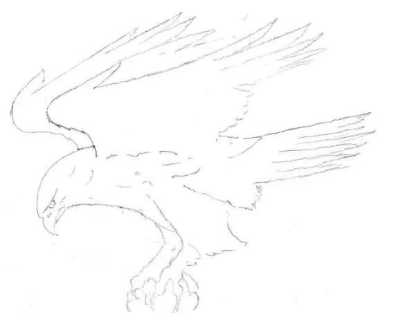 素描动物教程：老鹰的画法