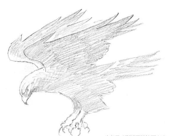素描动物教程：老鹰的画法