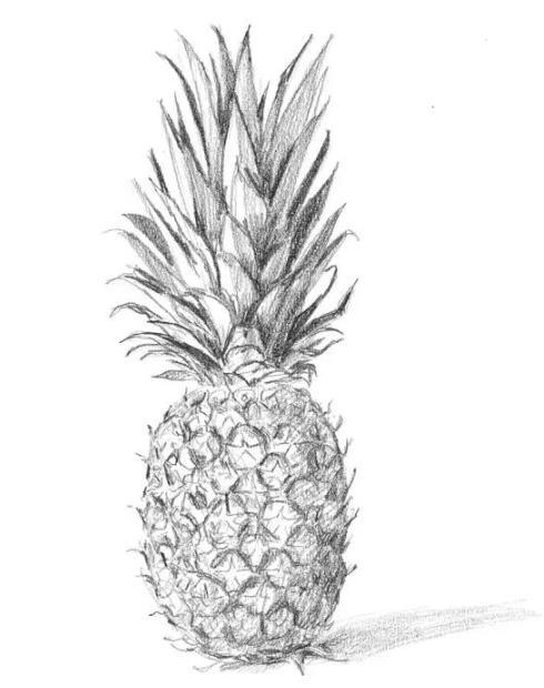 素描静物教程：菠萝的画法
