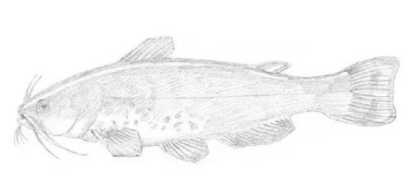素描动物教程​：鲶鱼的画法