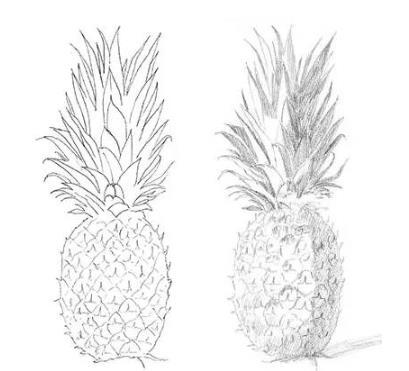素描静物教程：菠萝的画法
