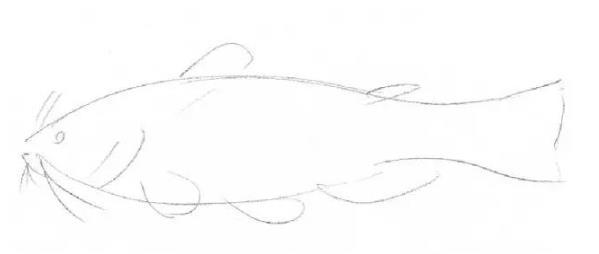 素描动物教程​：鲶鱼的画法