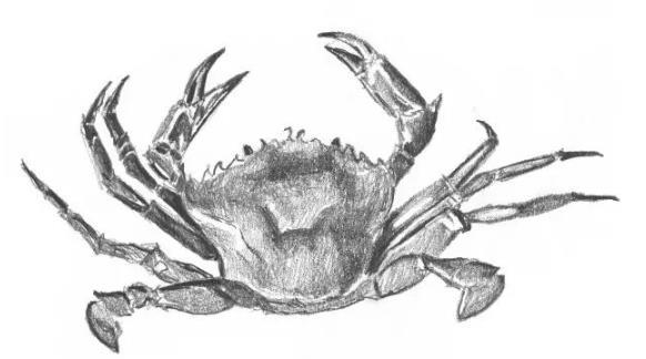 素描动物教程：螃蟹的画法