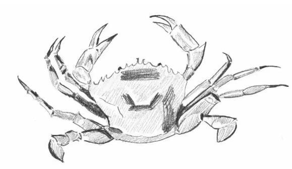 素描动物教程：螃蟹的画法