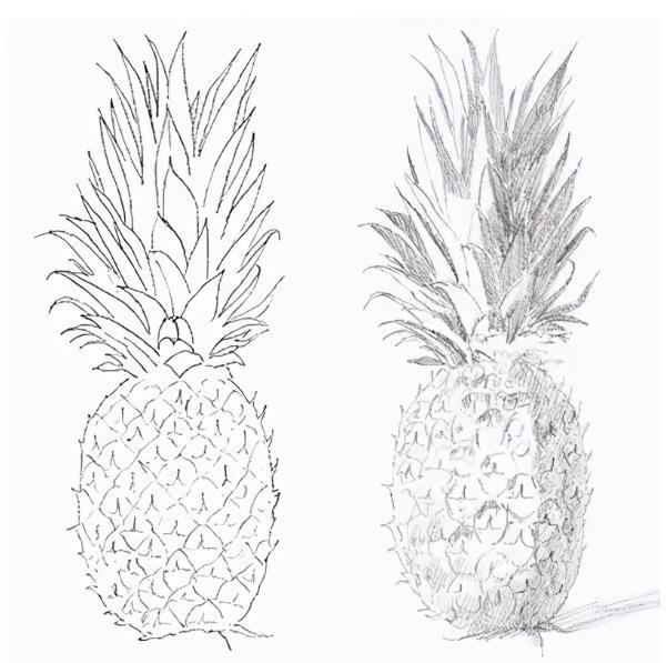 ​零基础素描教程：菠萝的画法