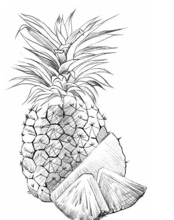 菠萝结构素描图片