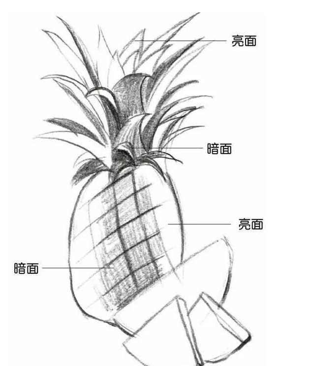 菠萝的结构图解图片