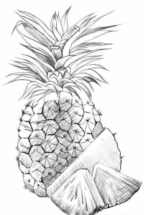 速写静物教程：菠萝的画法