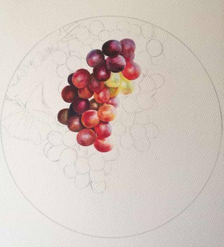 画葡萄有哪些方法？怎么画好葡萄？