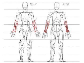 适合新手学习的人体骨骼和肌肉分布绘画图