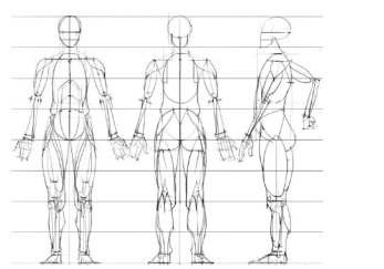 适合新手学习的人体骨骼和肌肉分布绘画图