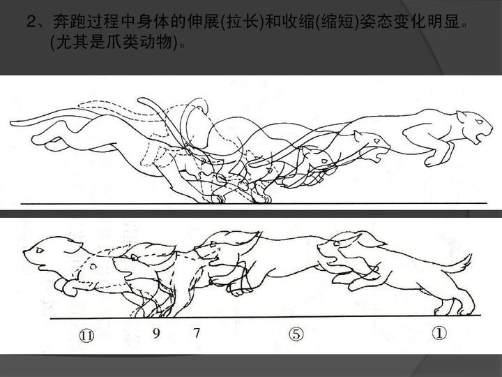 关于运动规律的更多素材,可以到美术集网校,百度,或者b站搜索