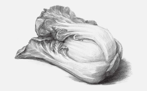 素描白菜简单图片