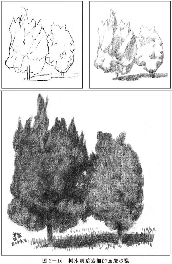素描树的画法步骤图片