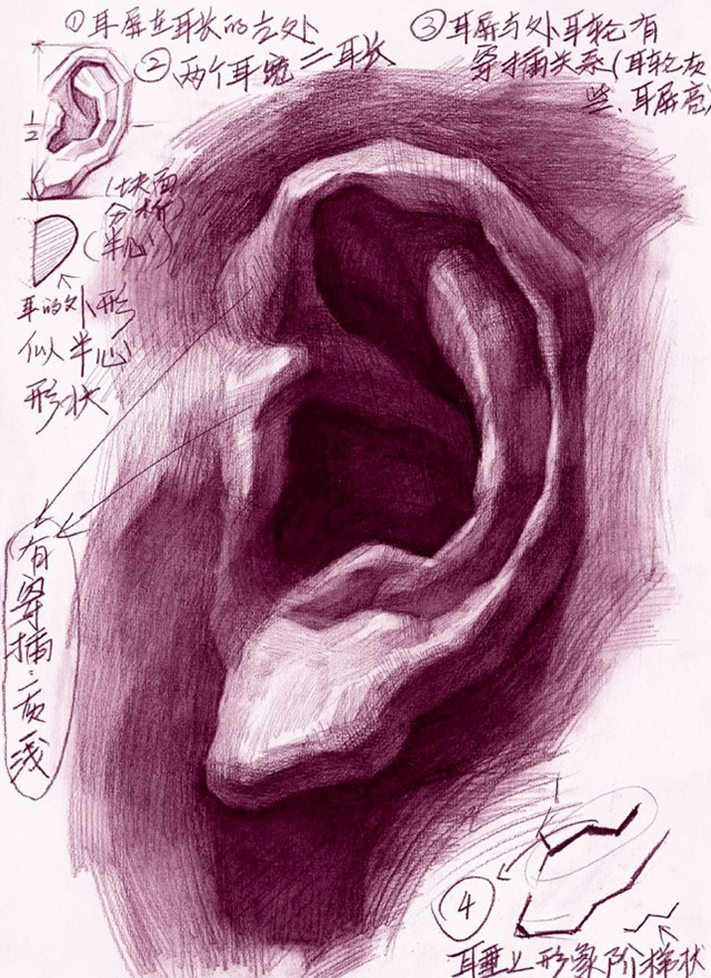 素描耳朵的画法
