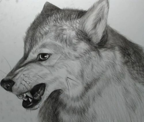 素描动物教程狼的画法